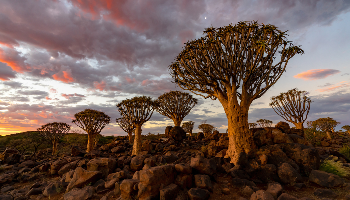 Quiver tree forest with orange and pink clouds at dusk, Namibia