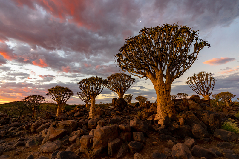 Southern Nature Safari Namib Whispers