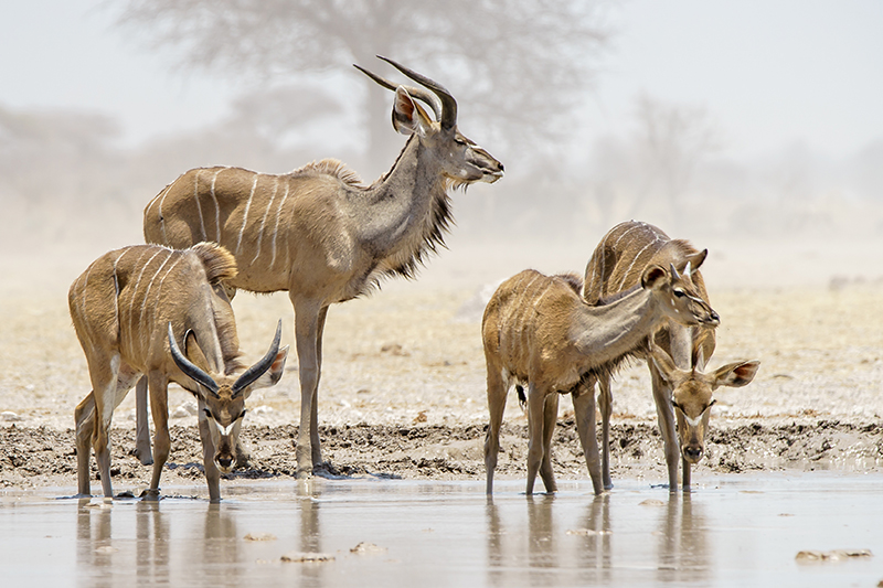 Southern Nature Safaris Etosha